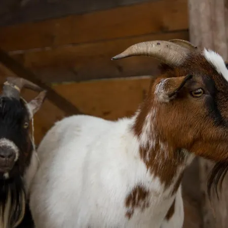 Kozi Zamek Lägenhet